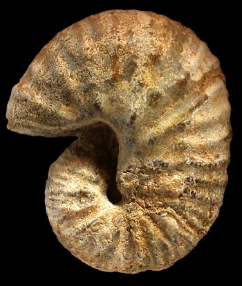 Ammonites et aliae spirae II - Scaphites reesidei