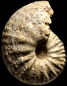 "Pavloviceras" sp.