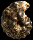 Mammites nodosoides