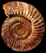 ? Perisphinctes (Perisphinctes) sp. (M)
