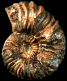 Dipoloceras cristatum
