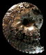 Anahoplites planus