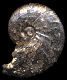 Anahoplites planus