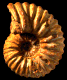 Calycoceras (Calycoceras) naviculare