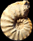 Gauthiericeras margae