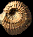 Douvilleiceras mammillatum