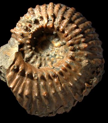 Ammonites et aliae spirae II - Douvilleiceras mammillatum