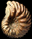 Hoplites (Hoplites) benettianus  var. baylei