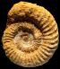 Haplopleuroceras subspinatum (M)