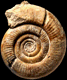 Vermisphinctes martiusii (M)