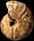 Desmoceras (Desmoceras) latidorsatum