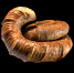 Eubostrychoceras (Amapondella) amapondense
