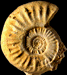 Sonninia (Euhoploceras) adicra (M)
