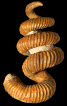 Eubostrychoceras (Eubostrychoceras) otsukai