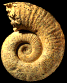 Lytoceras aff. sutneri