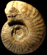 Sonninia (Euhoploceras) marginata  morphe dominans