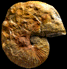 Scaphites gibbus (M)