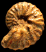 Pachydiscoides wrighti