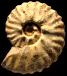 Pachydiscoides carinatus