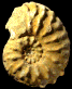 Schloenbachia varians forma ventriosa