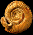 Leptosphinctes (Cleistosphinctes) cleistus (m)
