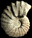 Calycoceras (Proeucalycoceras) picteti