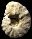 Lecointriceras fleuriausianum