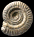Hildoceras apertum (M)