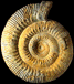 Stephanoceras (Stephanoceras) zieteni (M)
