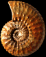 Menabites (Menabites) lenoblei