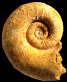 Lytoceras eudesianum