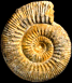 Stephanoceras (Stephanoceras) pyritosum (M)