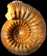 Stephanoceras (Stephanoceras) blagdeniforme (M)