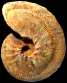 Pseudoschloenbachia (Buehreriella) polymorpha