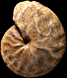 Eulophoceras bererense