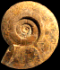 Hauericeras gardeni