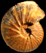 Pseudoschloenbachia (Besairiella) cf. blanfordiana