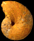 Ptychophylloceras (Tatrophylloceras) euphyllum