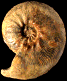 Pseudoschloenbachia (Buehreriella) internenodosa