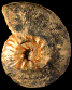 Pseudoschloenbachia (Buehreriella) ultima