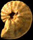 Barroisiceras onilahyense