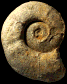Lytoceras verpillierense (M)