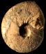 Maorites (Maorites) subtilistriatus