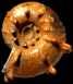 Pseudojacobites rotalinus