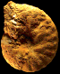 Placenticeras polyopsis