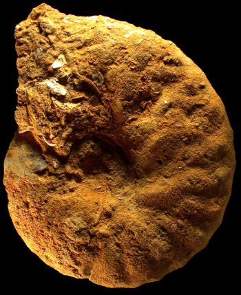 Ammonites et aliae spirae II - Placenticeras polyopsis