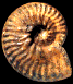 Pseudoschloenbachia (Pseudoschloenbachia) cf. circumperlata