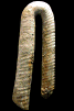 Pseudoxybeloceras (Parasolenoceras) splendens