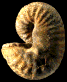 Scaphites reesidei