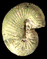 Scaphites obliquus